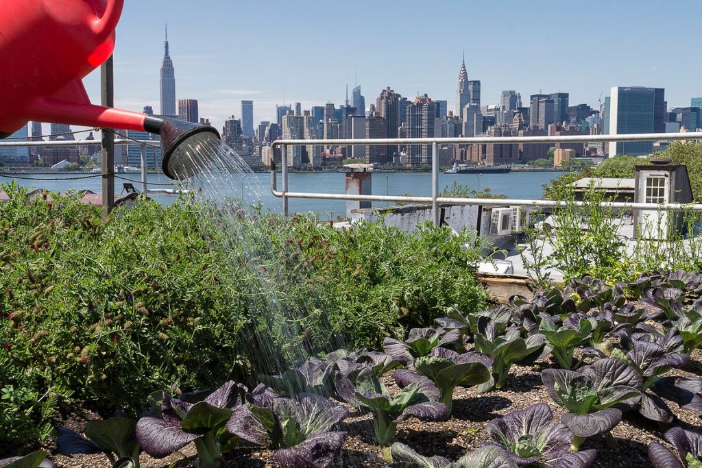 How to Make Urban Agriculture More Climate-Friendly