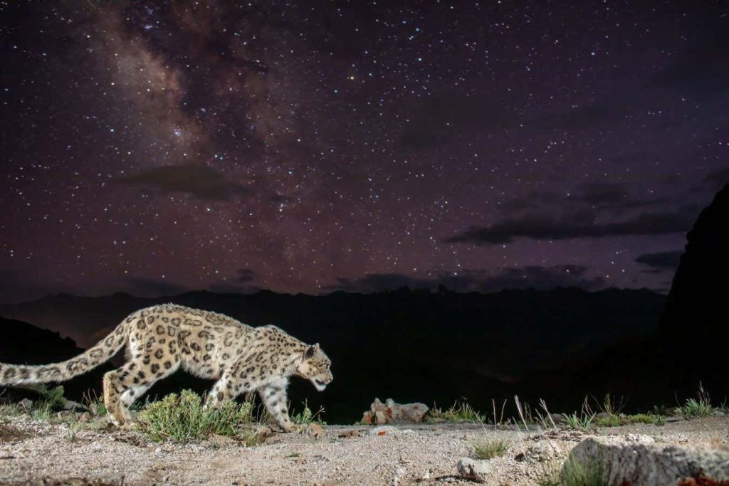 First ever photo of a snow leopard under a starry