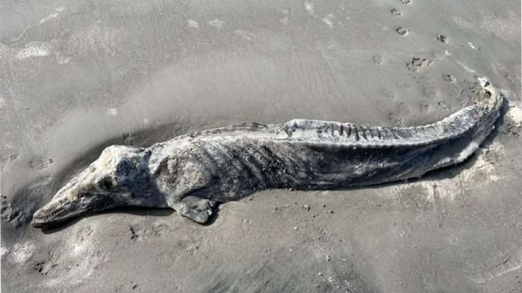 Haunting ‘mummified dolphin’ found on US beach may have been