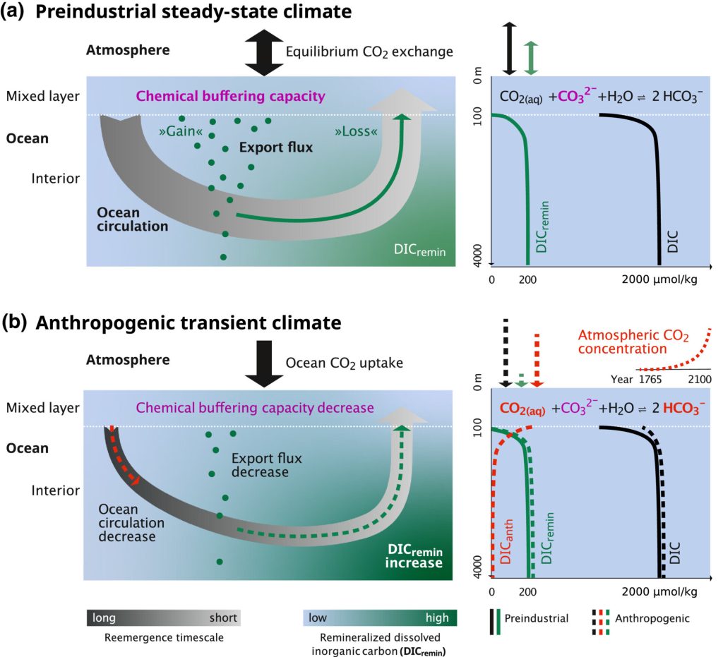 Researchers call for a comprehensive view of the marine biological