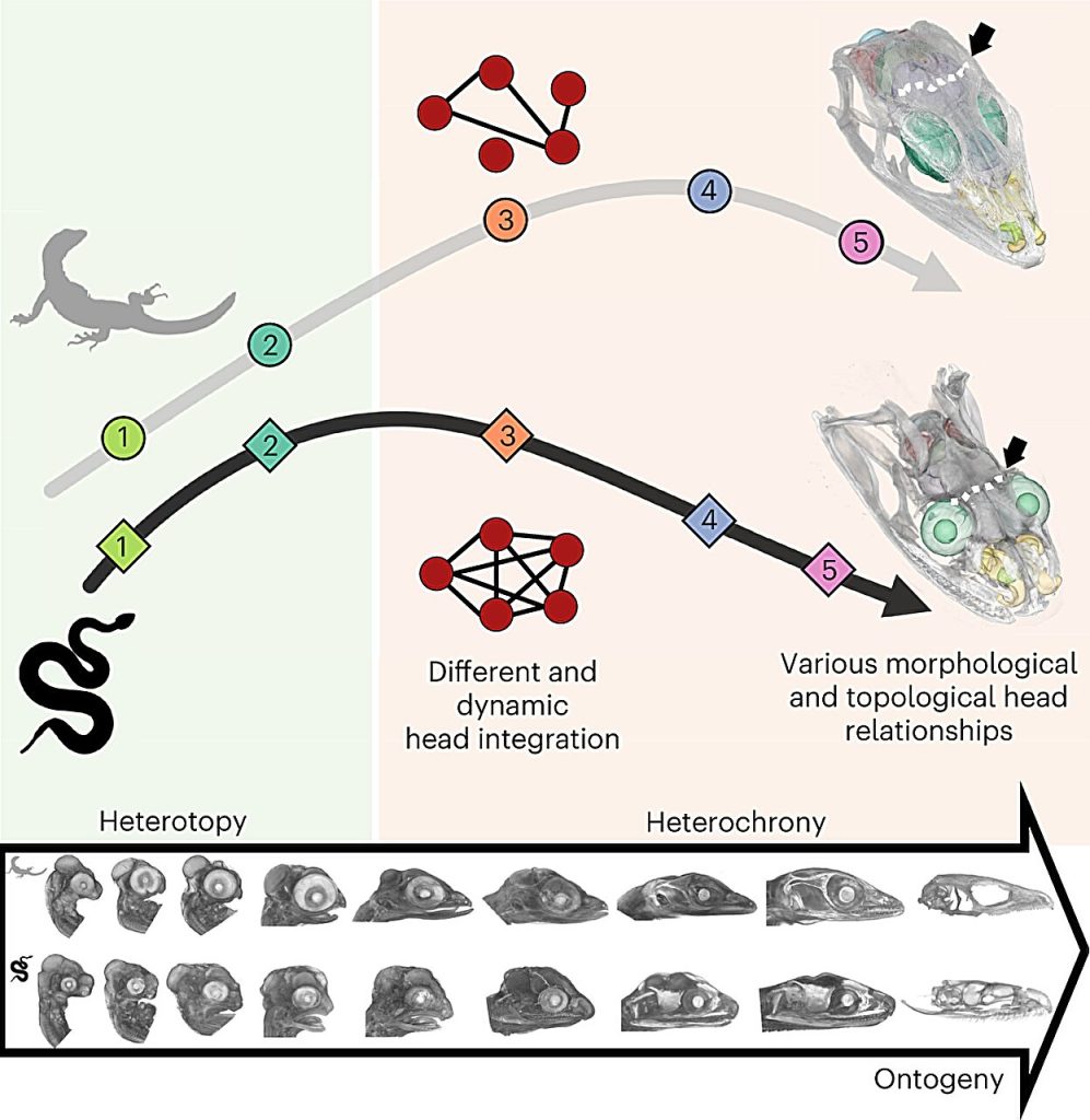 From embryo to evolution: Insights from the head of lizards