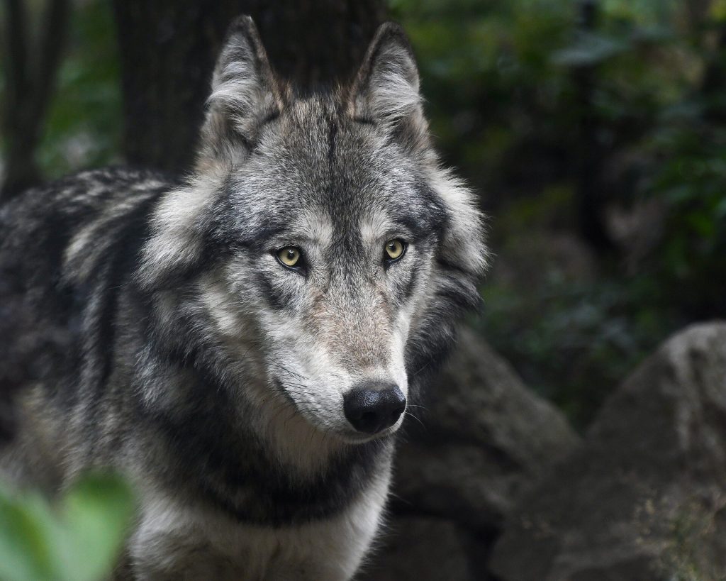 After an 80-year absence, gray wolves have returned to Colorado—how