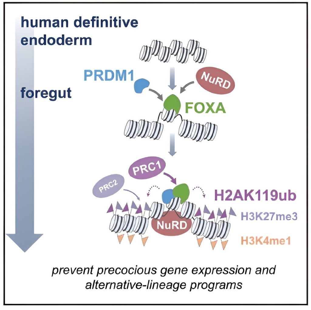 How pioneer transcription factors blaze the one trail that determines