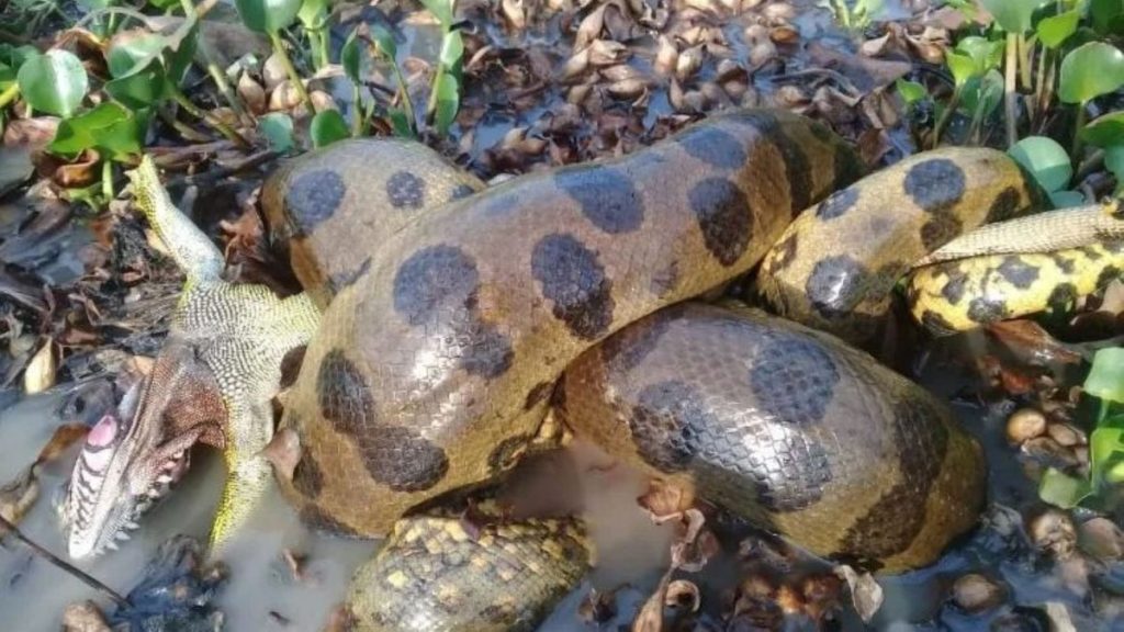 How we found the northern green anaconda, a new species