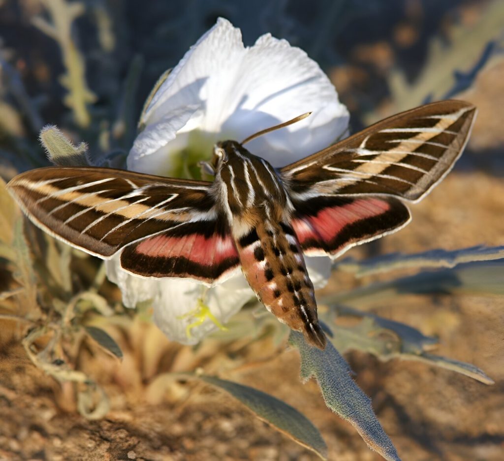 Noxious fumes at night aren’t a pollinating moth’s delight