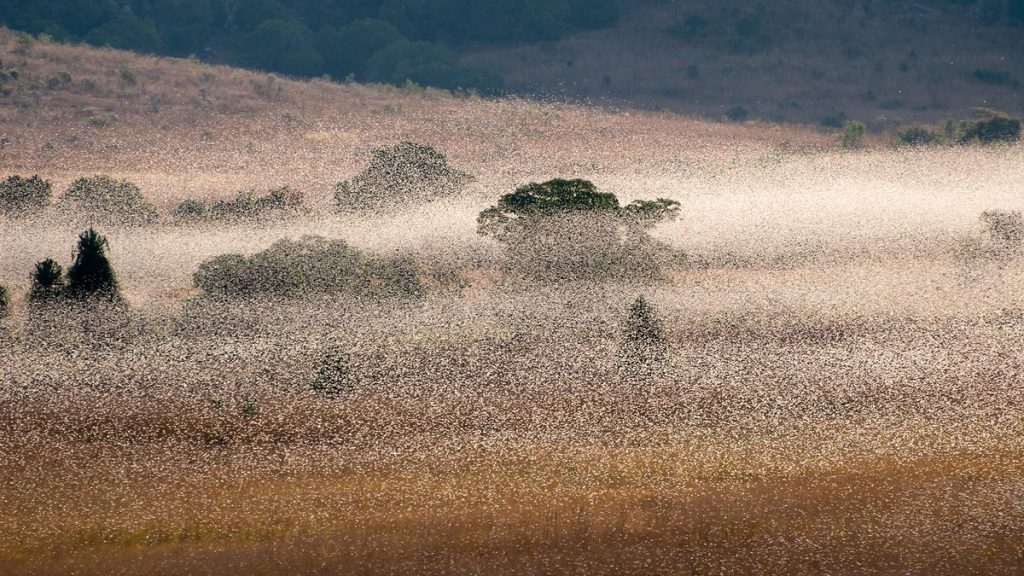 Giant, synchronized swarms of locusts may become more common with