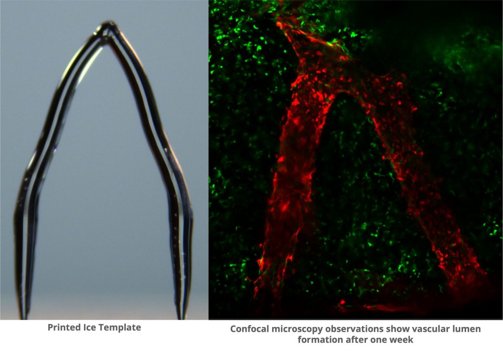 New 3D printing method uses ice to build a template