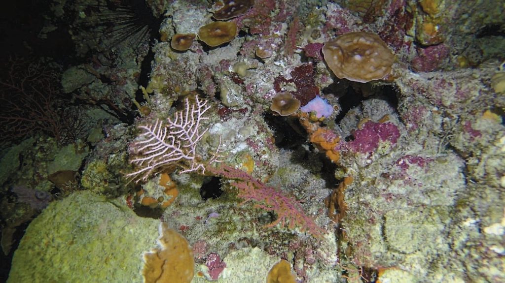 Even ‘Twilight Zone’ Coral Reefs Aren’t Safe from Bleaching