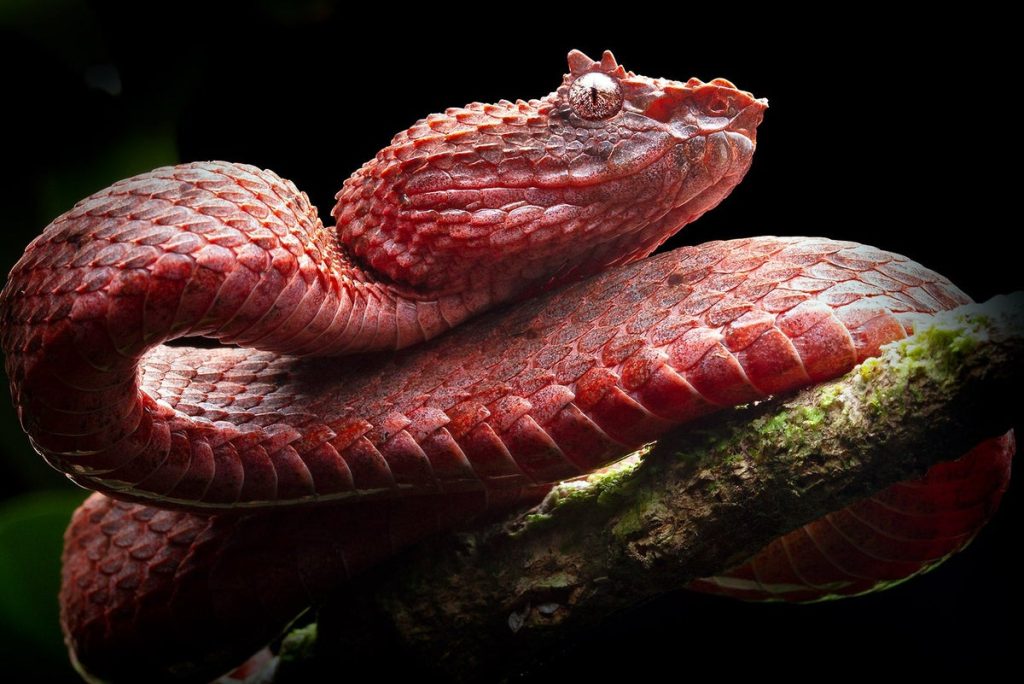 An Evolutionary ‘Big Bang’ Explains Why Snakes Come in So