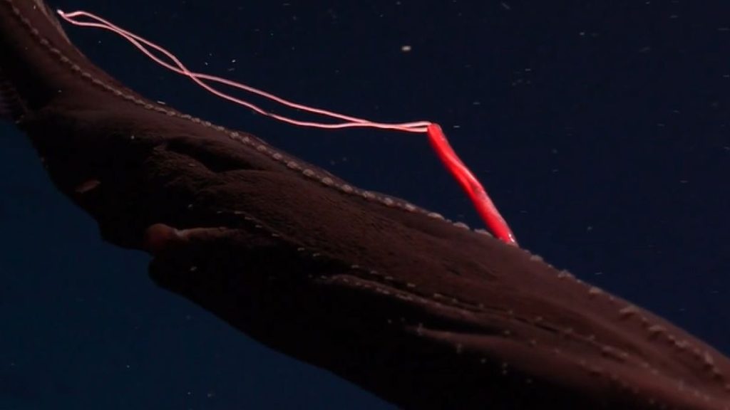 Watch bright red blood-sucking parasite feast on gulper eel in