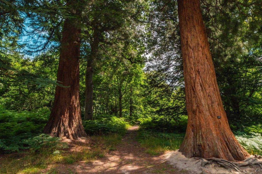 Giant sequoia trees are growing surprisingly quickly in the UK