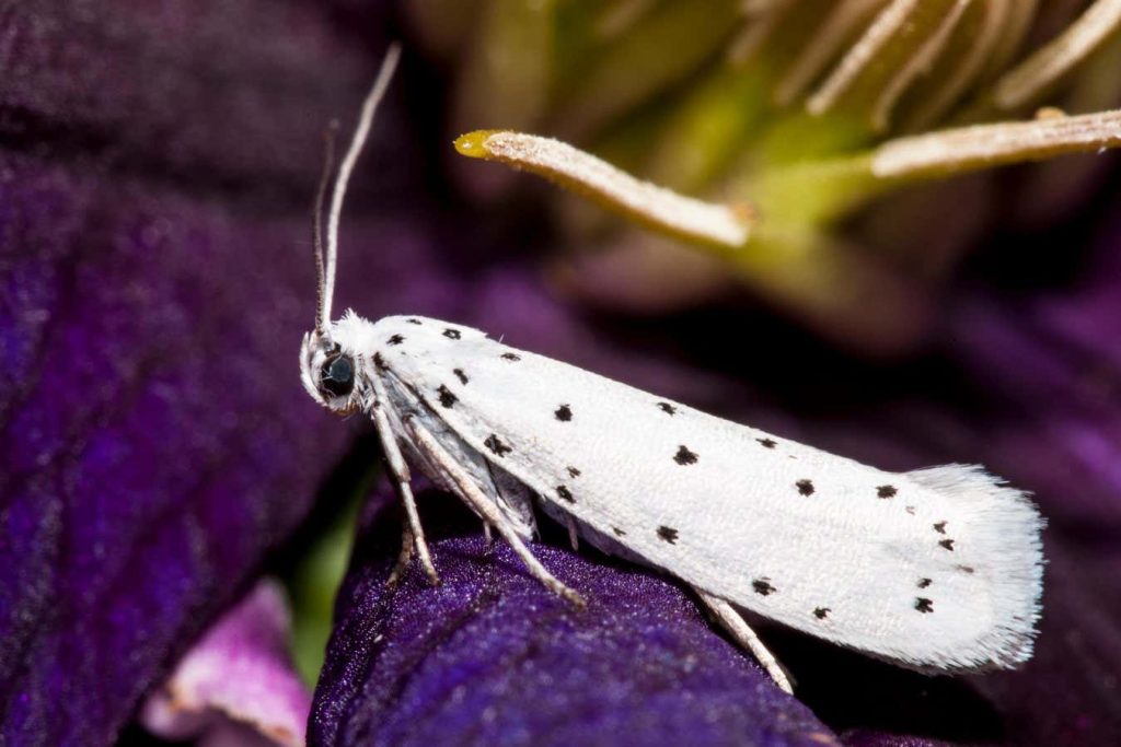 City moths may have evolved smaller wings due to light