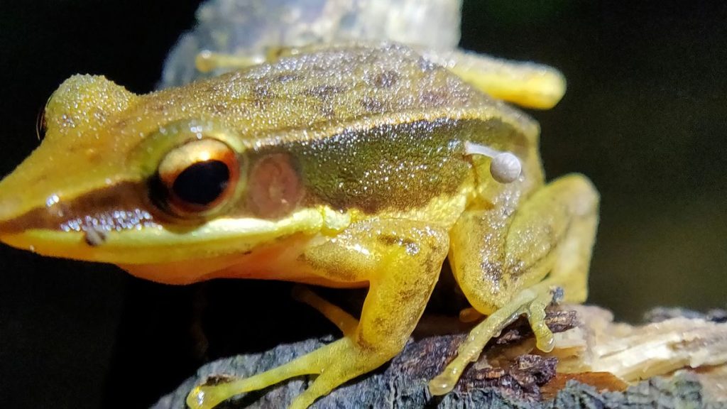 Why is a mushroom growing on a frog? Scientists don’t