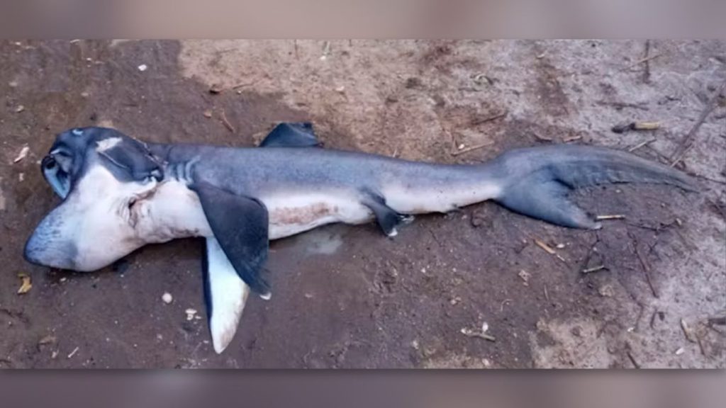 Elusive megamouth shark caught off Zanzibar for 1st time, gets