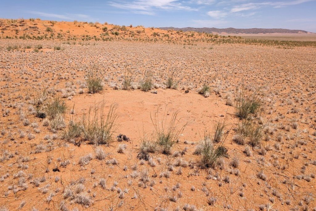 Fairy circles: Plant water stress causes Namibia’s gaps in grass