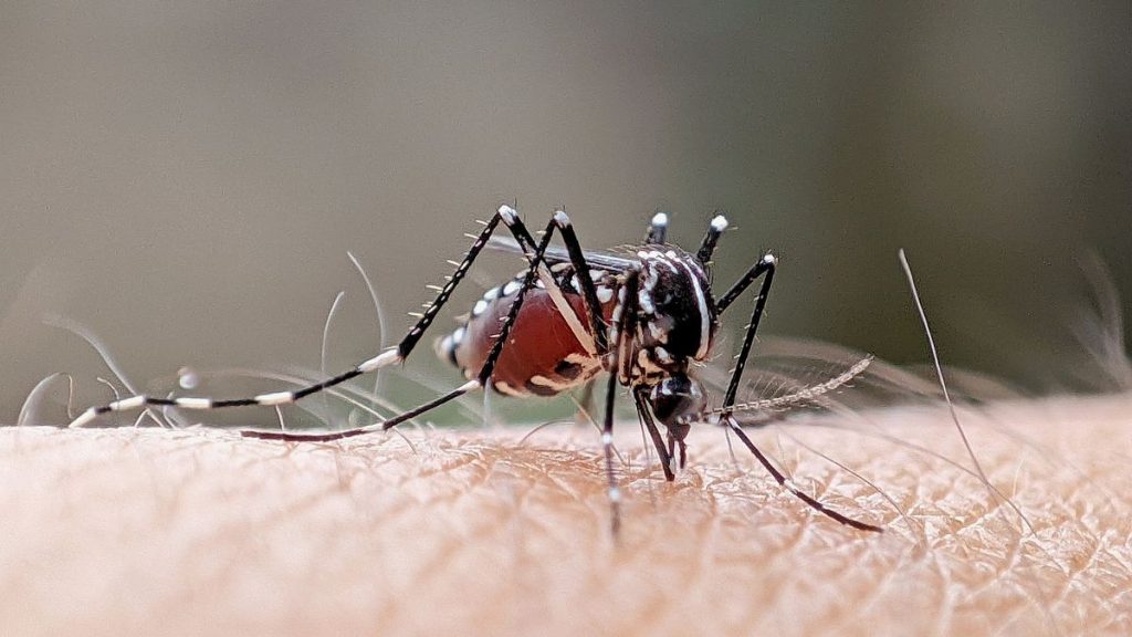 Scientists release genetically modified mosquitoes to fight dengue in Brazil