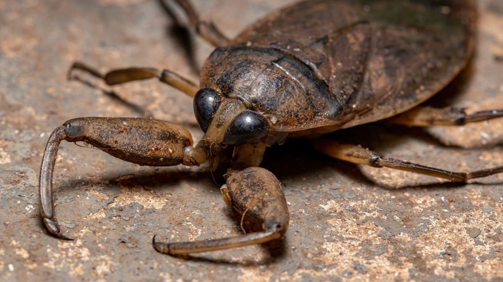 Giant ‘toe biter’ water bugs discovered in Cyprus for the