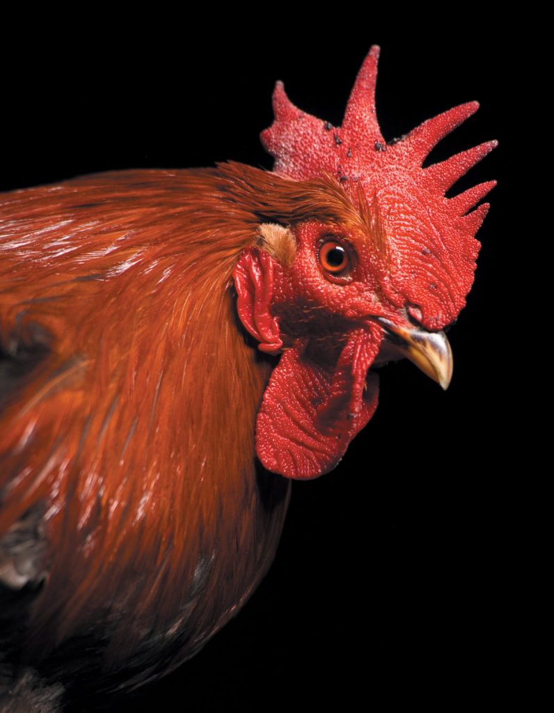 How the Strange Relationship between Chickens and Humans Shaped Our