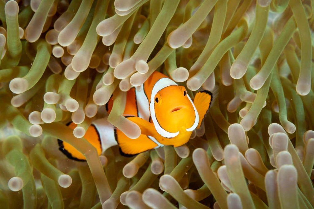 Clownfish avoid the sting of their anemone hosts with sugary