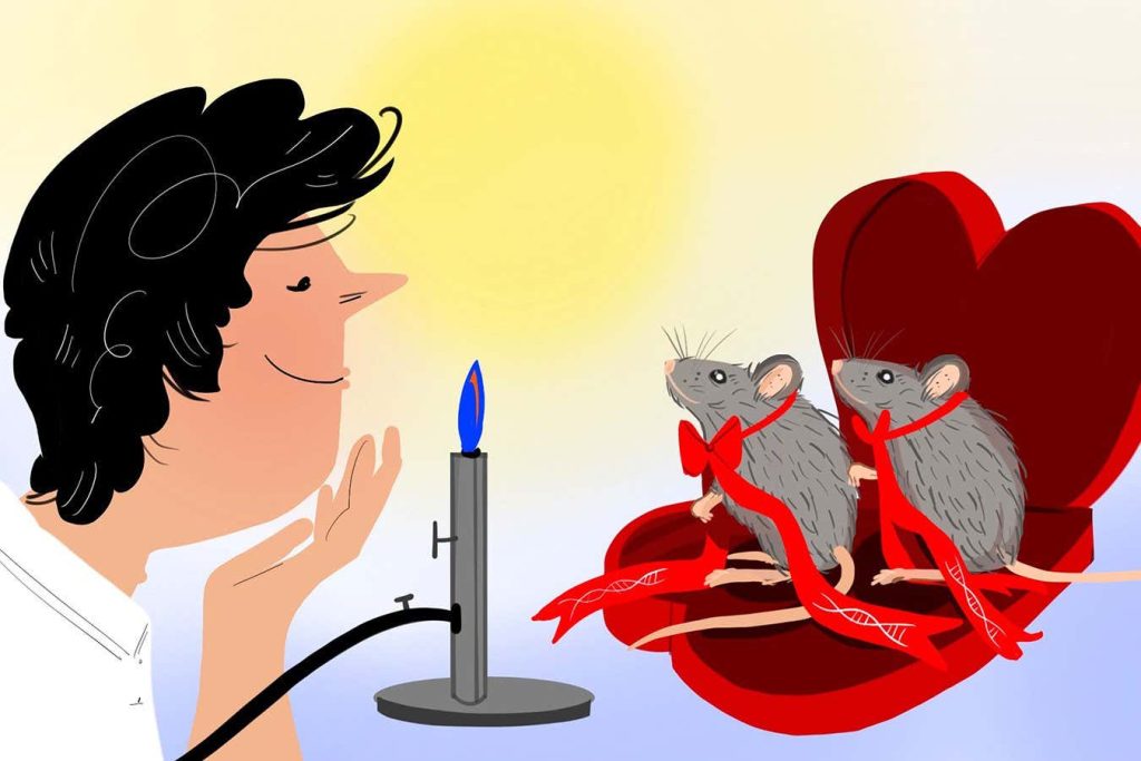 Could two genetically modified mice come in handy on Valentine’s