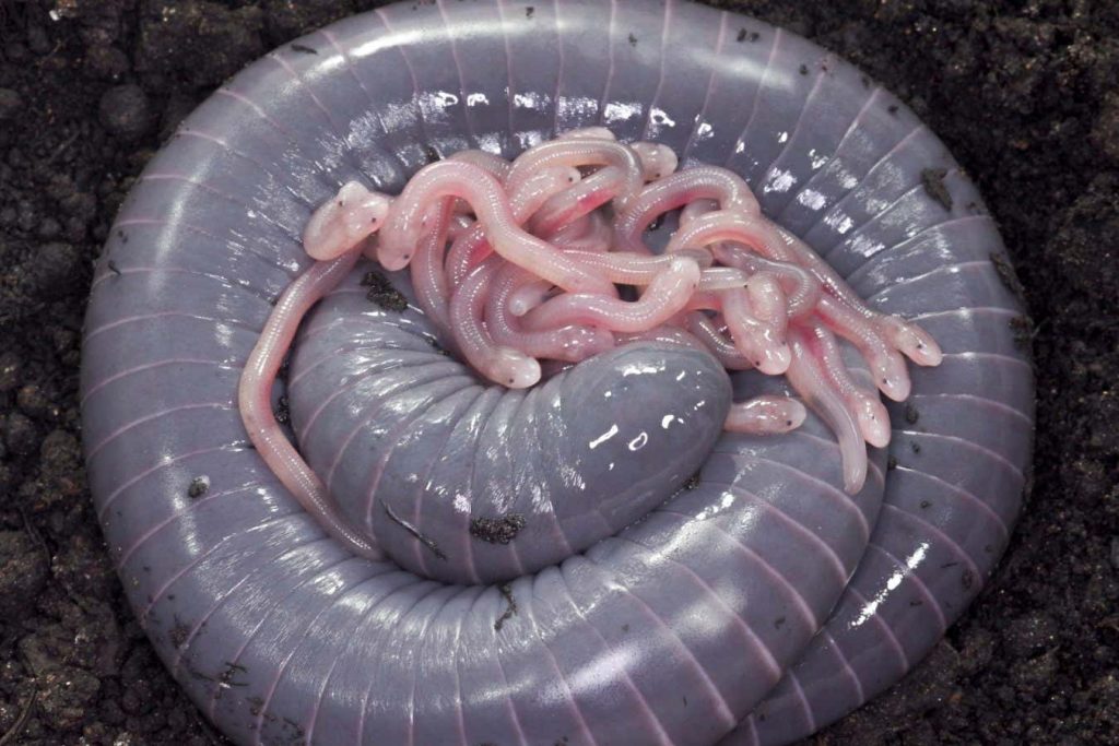 Worm-like amphibian produces a kind of milk for its hatchlings