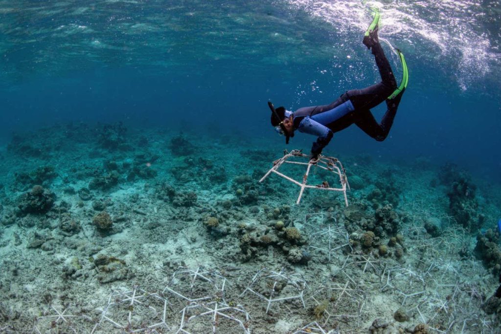 Damaged coral reefs can recover quickly after restoration work