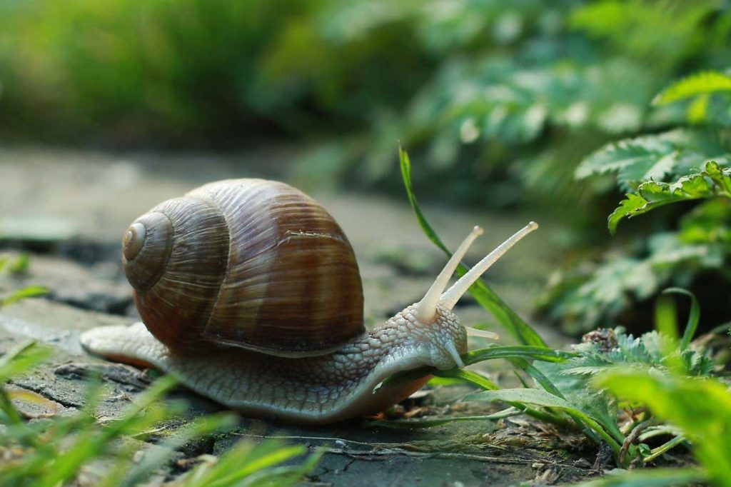 Snail robot excretes sticky mucus that helps it crawl up