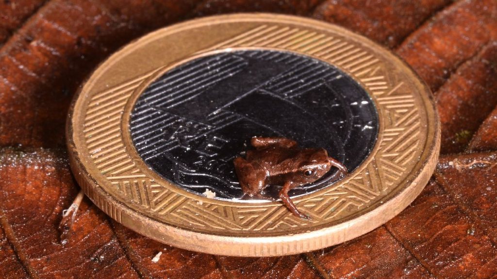 What is the smallest animal on Earth?