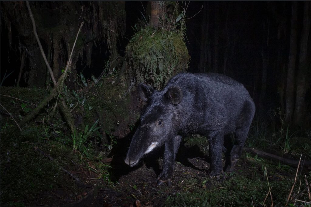 Dog attacks on mountain tapirs highlight a growing threat to