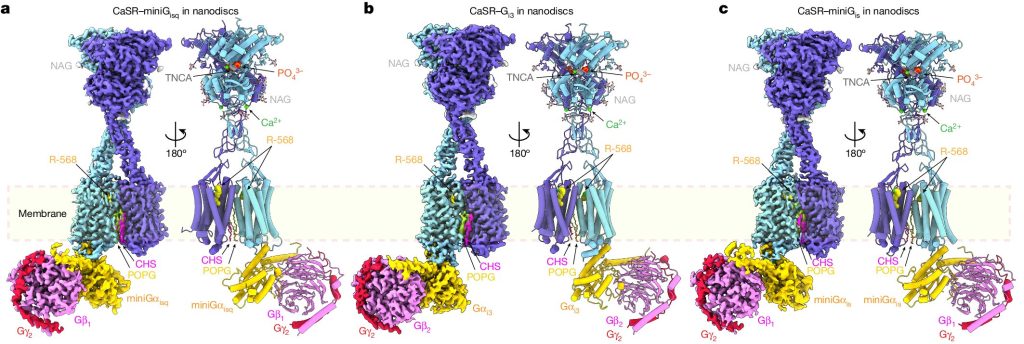 How a calcium-sensing protein multitasks