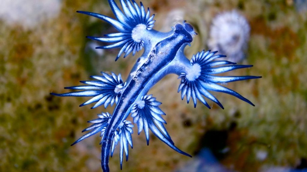 The deadly sea slug that steals venom from its prey