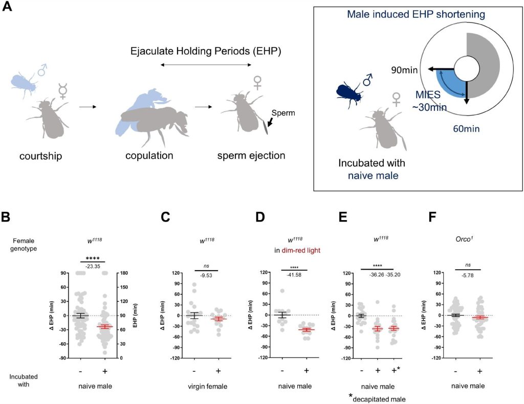 Study provides evidence for sexual plasticity in female fruit flies