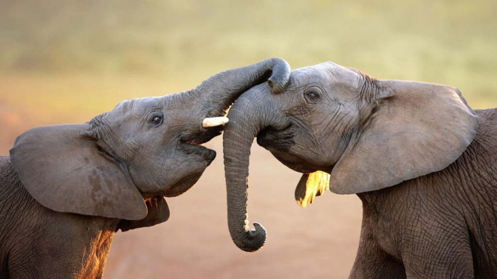 Elephants say ‘hello’ to friends by flapping their ears and