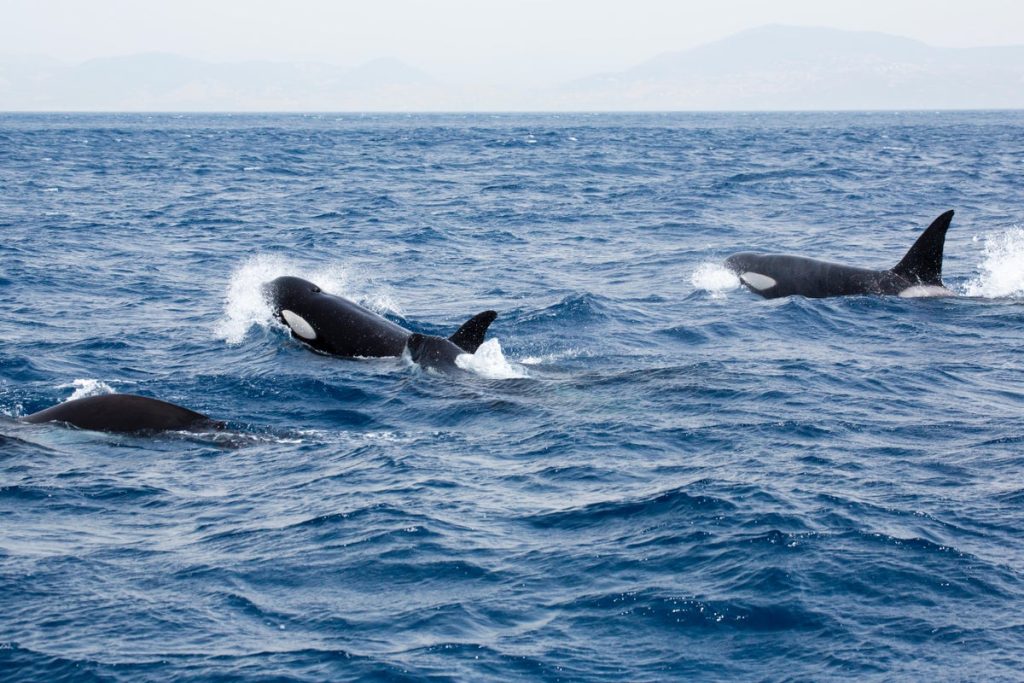 Orcas Just Sank Another Yacht