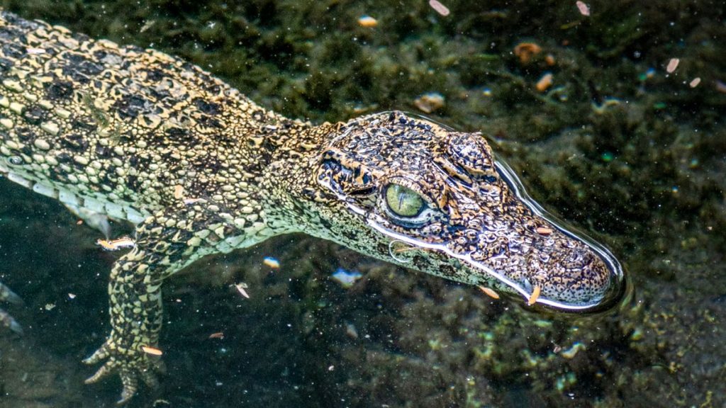 Feral cats ate critically endangered baby crocodiles in Cuba, study