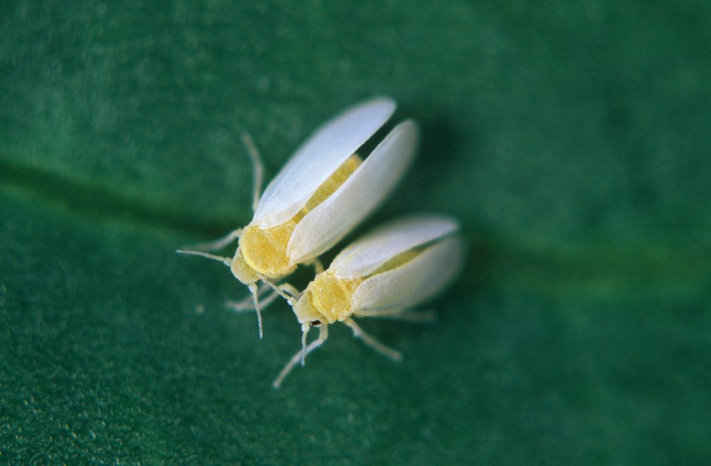 Stolen Bacterial Genes Helped Whiteflies to Become the Ultimate Pests