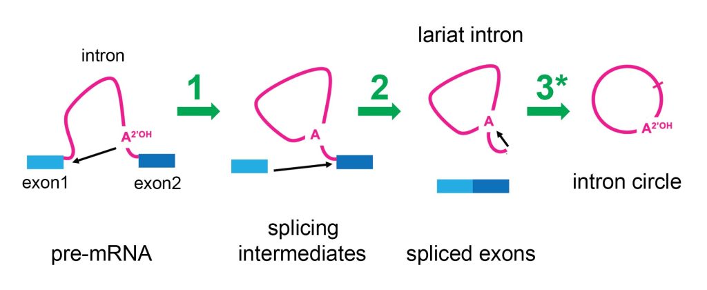 Study discovers cellular activity that hints recycling is in our